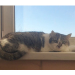 Мэри — кошка с большим сердцем