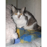 Мэри — кошка с большим сердцем