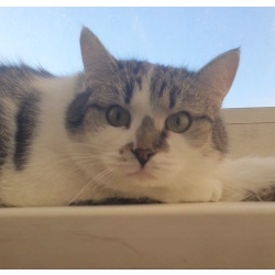 Мэри — кошка с большим сердцем