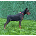 Доберман — щенки на продажу