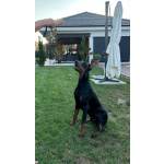 Доберман — щенки на продажу