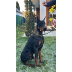 Доберман — щенки на продажу