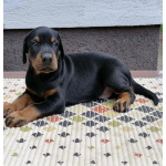 Доберман — щенки на продажу