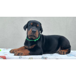 Доберман — щенки на продажу
