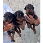 Доберман — щенки на продажу