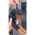 Доберман — щенки на продажу