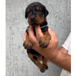 Доберман — щенки на продажу