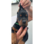 Доберман — щенки на продажу