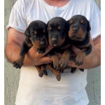 Доберман — щенки на продажу
