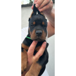 Доберман — щенки на продажу