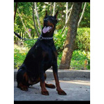 Доберман — щенки на продажу