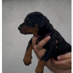 Доберман — щенки на продажу