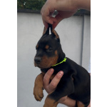 Доберман — щенки на продажу