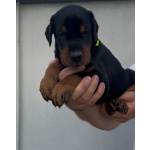 Доберман — щенки на продажу