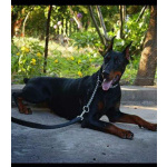 Доберман — щенки на продажу