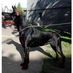 Доберман — щенки на продажу