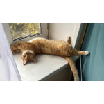 Барсик ищет семью.