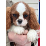 Кавалер кинг Чарльз спаниель девочка бленхейм
