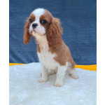 Кавалер кинг Чарльз спаниель девочка бленхейм