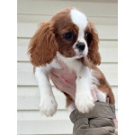 Кавалер кинг Чарльз спаниель девочка бленхейм