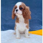 Кавалер кинг Чарльз спаниель девочка бленхейм