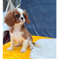 Кавалер кинг Чарльз спаниель девочка бленхейм