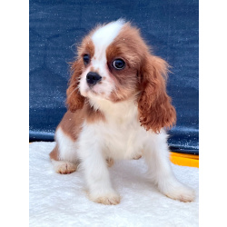 Кавалер кинг Чарльз спаниель мальчик бленхейм