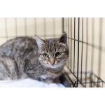 Спокойная и ласковая Анфиса ищет дом.