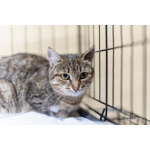 Спокойная и ласковая Анфиса ищет дом.