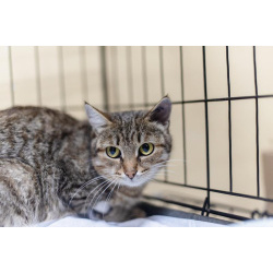 Спокойная и ласковая Анфиса ищет дом.