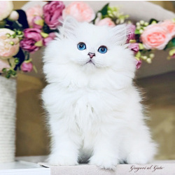 Британские длинношерстные шиншиллы котята