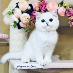 Британская серебристая шиншилла элитные котята