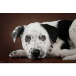 Щенок Гром в добрые руки