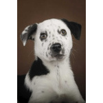 Щенок Гром в добрые руки