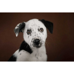 Щенок Гром в добрые руки