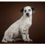 Щенок Граф в добрые руки