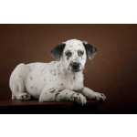 Щенок Граф в добрые руки