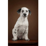 Щенок Граф в добрые руки