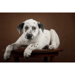 Щенок Граф в добрые руки