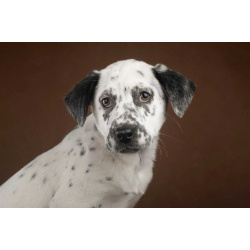 Щенок Граф в добрые руки