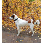 Познакомьтесь с невероятно спокойным и умным Арни!