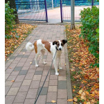 Познакомьтесь с невероятно спокойным и умным Арни!