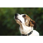 Познакомьтесь с невероятно спокойным и умным Арни!