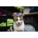 Очаровательная Ария ищет дом.