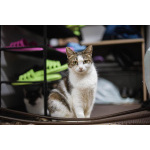 Очаровательная Ария ищет дом.