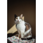 Очаровательная Ария ищет дом.