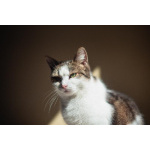 Очаровательная Ария ищет дом.