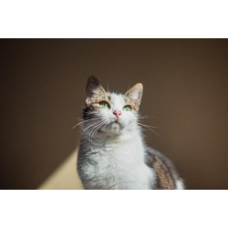 Очаровательная Ария ищет дом.