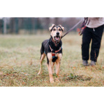 Молли ищет дом и человека, с которым будет делить каждое счастливое мгновение!