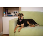 Молли ищет дом и человека, с которым будет делить каждое счастливое мгновение!